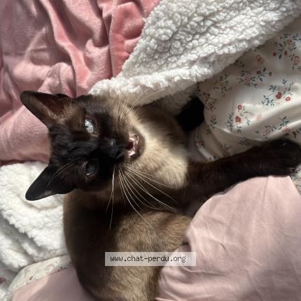 Photo 1/1 Marcel Chat lost in Valognes