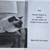 Picture of cat lost at Neully