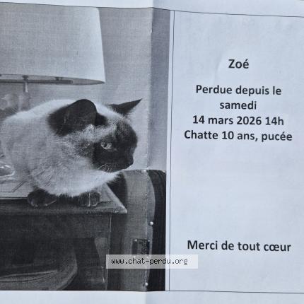 Photo 1/1 Zoé Chat lost in Neully