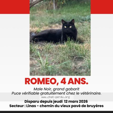 Photo 1/1 Romeo Chat lost in Linas