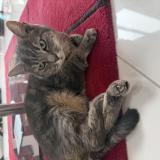 Picture of cat lost at Chelles