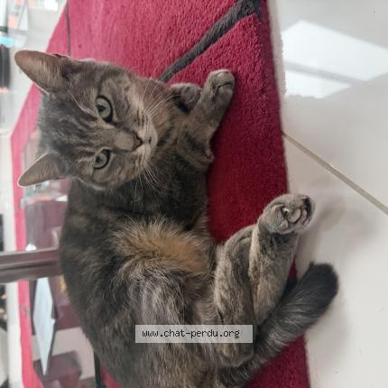 Photo 1/1 Lily Chat lost in Chelles