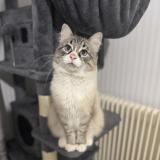 Picture of cat lost at Grenoble