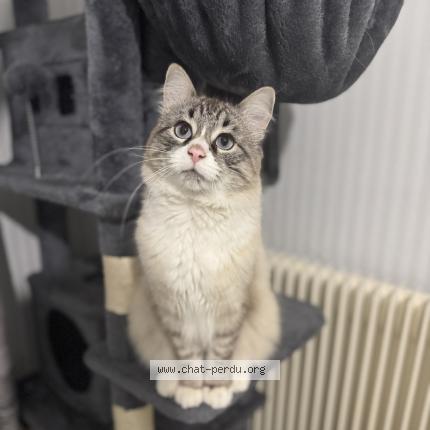 Photo 1/1 Olaf Chat lost in Grenoble