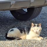 Picture of cat found at Saintes