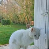 Picture of cat found at Saint Gemme Moronval