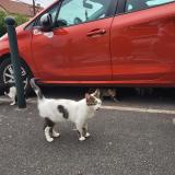 Picture of cat lost at Argenteuil