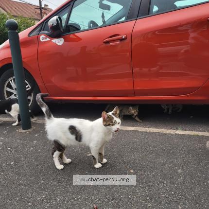 Photo 1/1 Blanche Chat lost in Argenteuil