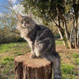 Picture of cat lost at Hyeres