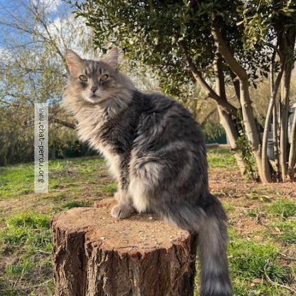 Photo 1/1 Pompon Chat lost in Hyeres