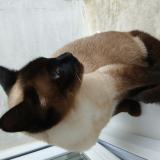 Picture of cat lost at Saint Laurent