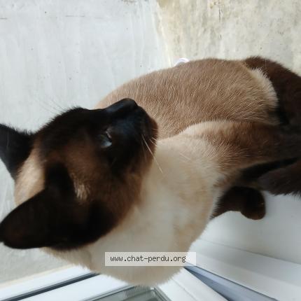 Photo 1/1 Ondine Chat lost in Saint laurent