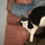 Picture of cat lost at Annecy