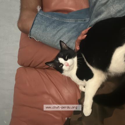 Photo 1/1 Coco Chat lost in Annecy