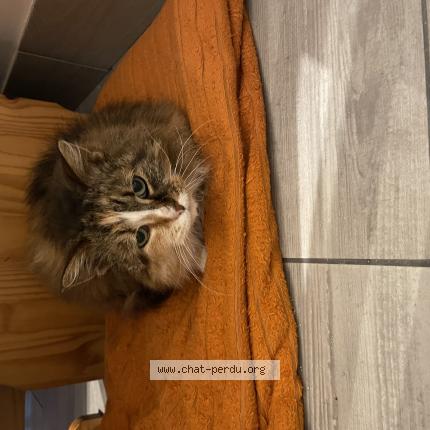 Photo 1/1 Pace Chat lost in Epiais rhus