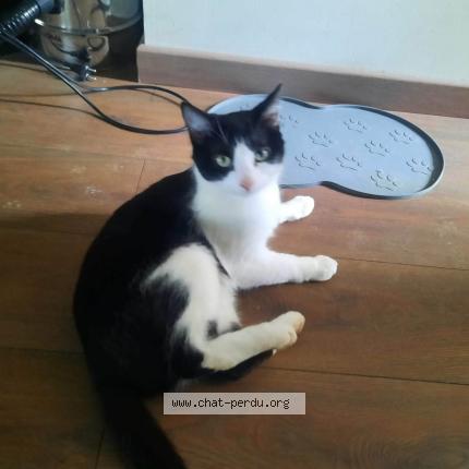 Photo 1/1 Zorro Chat lost in Cazals