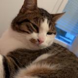 Picture of cat lost at Saint Herblain