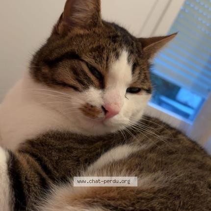 Photo 1/1 Milo Chat lost in Saint herblain