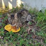 Picture of cat found at Bruyeres Le Chatel