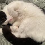 Picture of cat lost at Bouchemaine