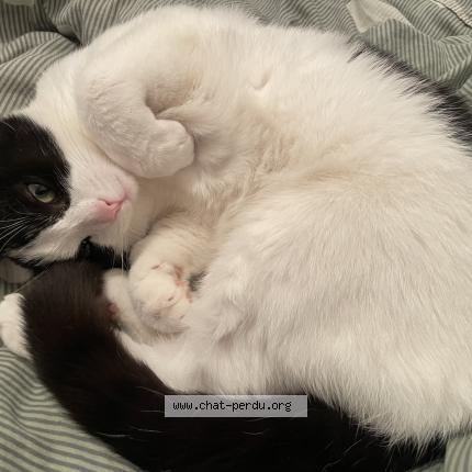 Photo 1/1 Norbert Chat lost in Bouchemaine