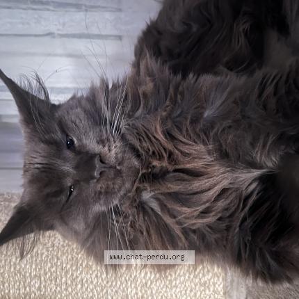 Photo 1/1 Ravage Chat lost in Izon