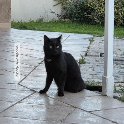 Photo of a cat reunited in Istres