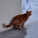 Picture of cat lost at Medis