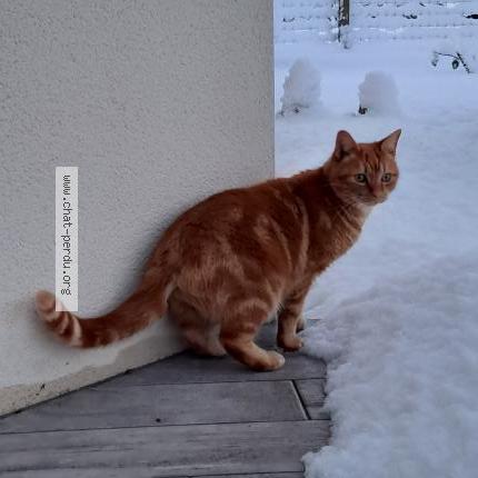 Photo 1/1 Yuki Chat lost in Medis