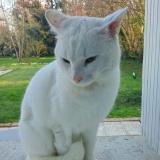 Picture of cat found at Saint Gemme Moronval
