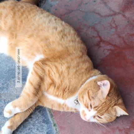 Foto 2/5 Kat gevonden Gevonden in Anderlecht