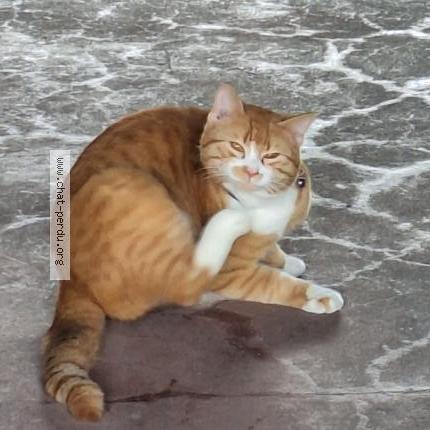 Foto 3/5 Kat gevonden Gevonden in Anderlecht