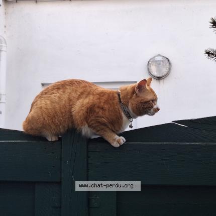 Foto 4/5 Kat gevonden Gevonden in Anderlecht