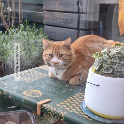 Foto 5/5 Kat gevonden Gevonden in Anderlecht