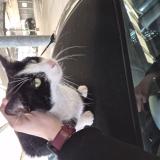 Picture of cat found at Lille