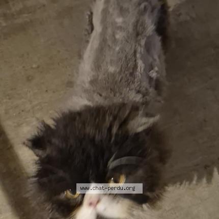 Photo 1/1 Tao Chat lost in Ernee