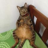 Picture of cat lost at Singapore