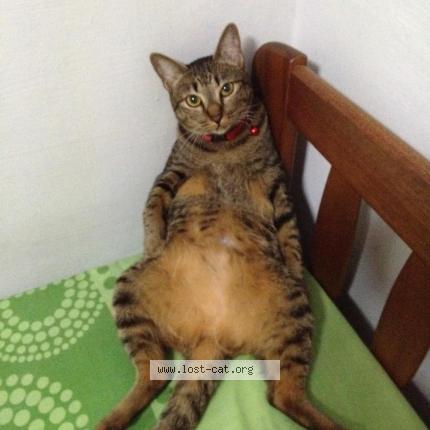 Photo 1/1 Kutty Chat lost in Singapore