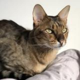 Picture of cat lost at Irricana