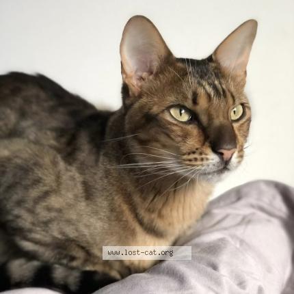 Photo 1/1 Karpo Chat lost in Irricana