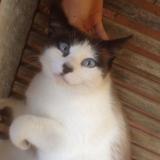 Picture of cat lost at Bazus