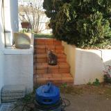 Picture of cat found at Panazol