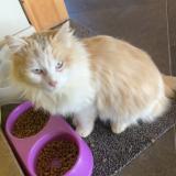 Picture of cat found at Cocumont