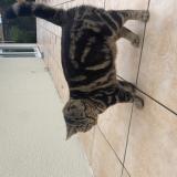 Picture of cat lost at Wignehies