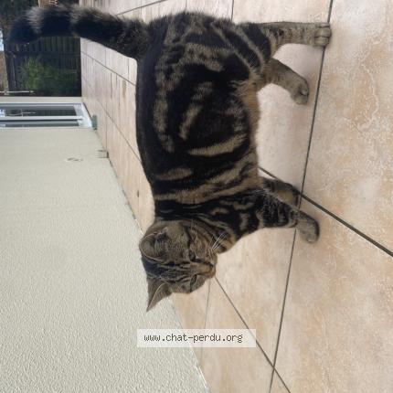 Photo 1/1 Nana Chat lost in Wignehies