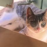 Picture of cat lost at Rognes