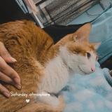 Picture of cat lost at 33288