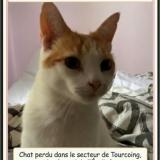 Picture of cat lost at Tourcoing