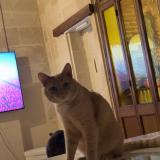 Picture of cat lost at Liancourt