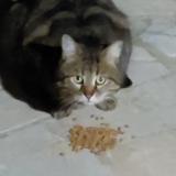 Picture of cat found at Franconville